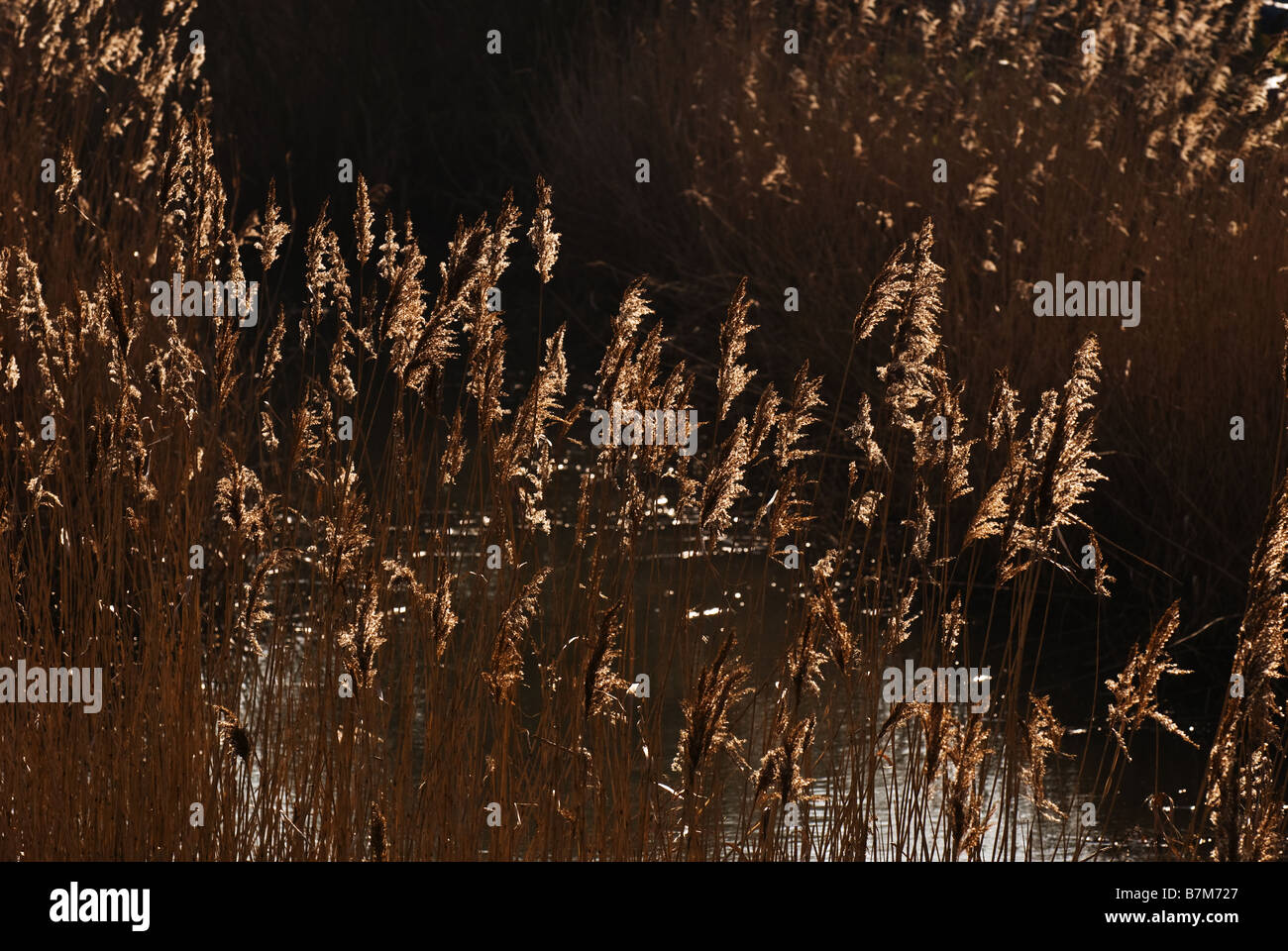 Strewing Reeds Fringe of reeds hi-res stock photography and images - Alamy