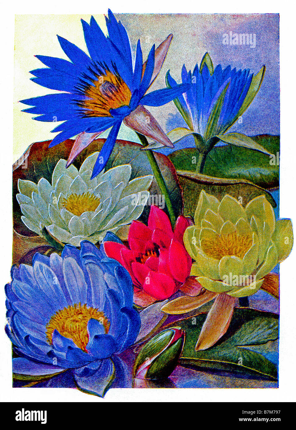 illustration of water lilies Stock Photo