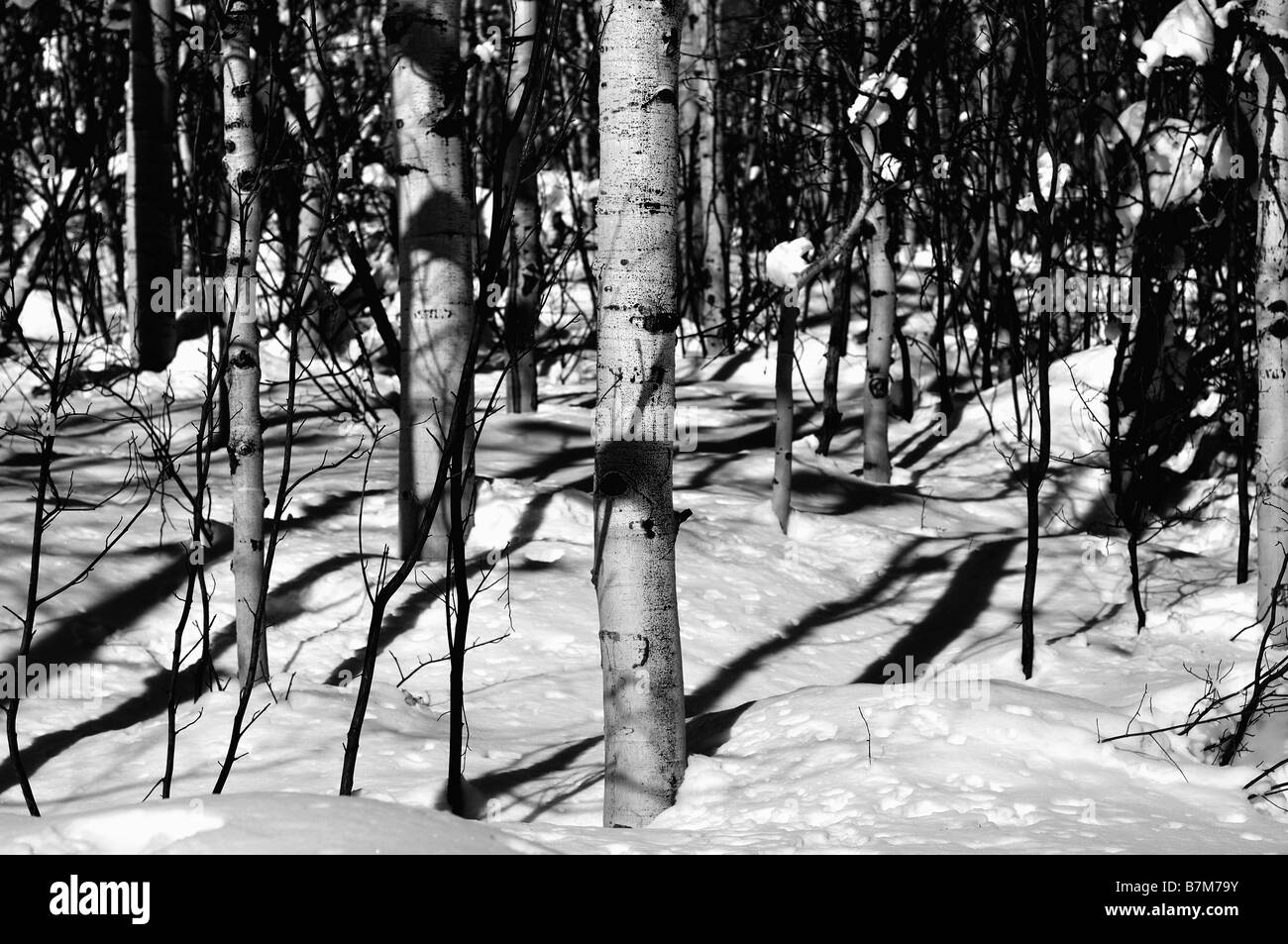 black and white aspen trees Stock Photo Alamy