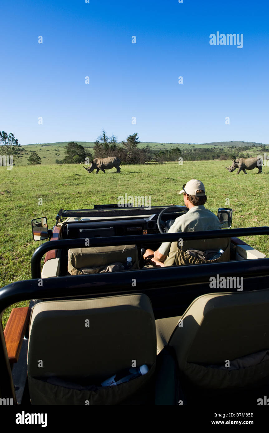 Image taken on a game drive in South Africa with the ranger sitting in the open vehicle and 2 rhinos in the background Stock Photo