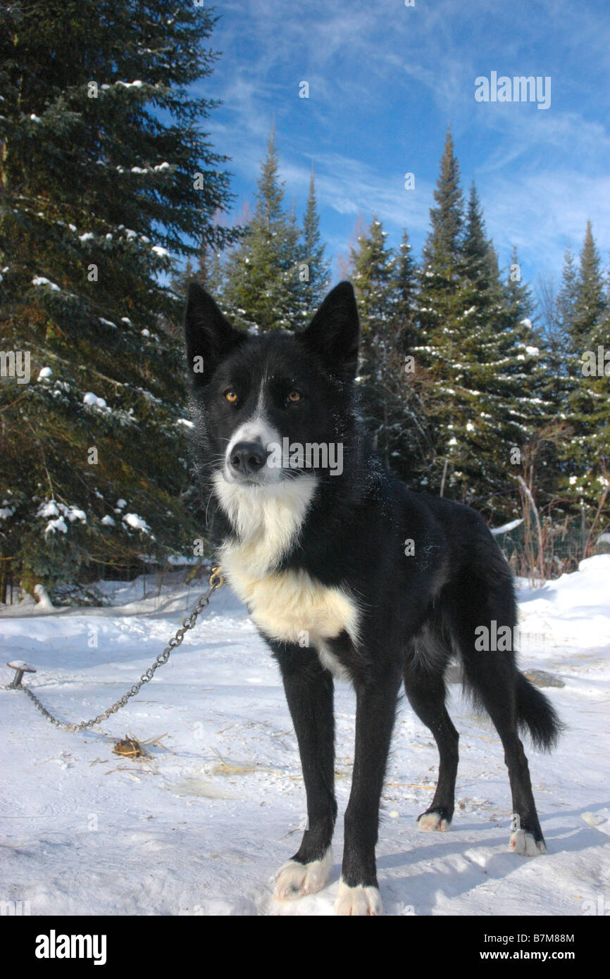 A sled dog outside of his kennel Stock Photo - Alamy