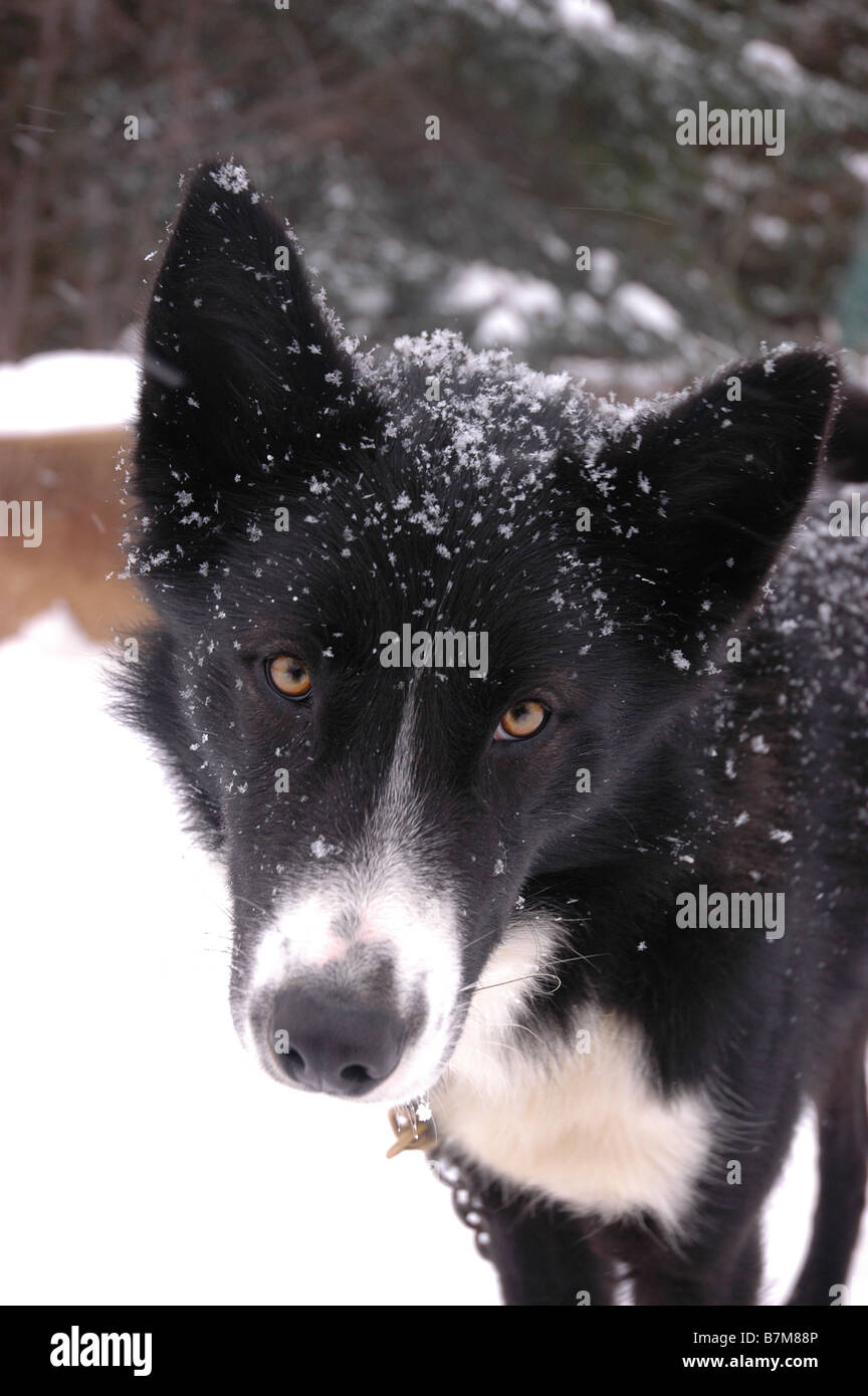 A sled dog outside of his kennel Stock Photo - Alamy
