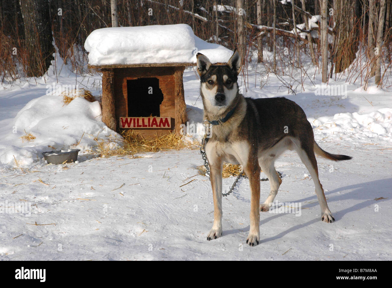 A sled dog chained outside of his kennel Stock Photo - Alamy