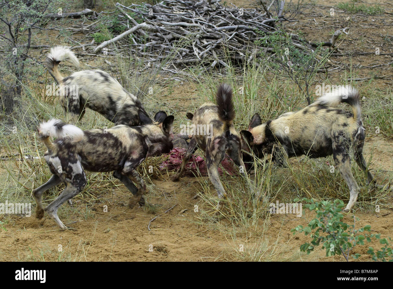 African hunting dogs Stock Photo Alamy