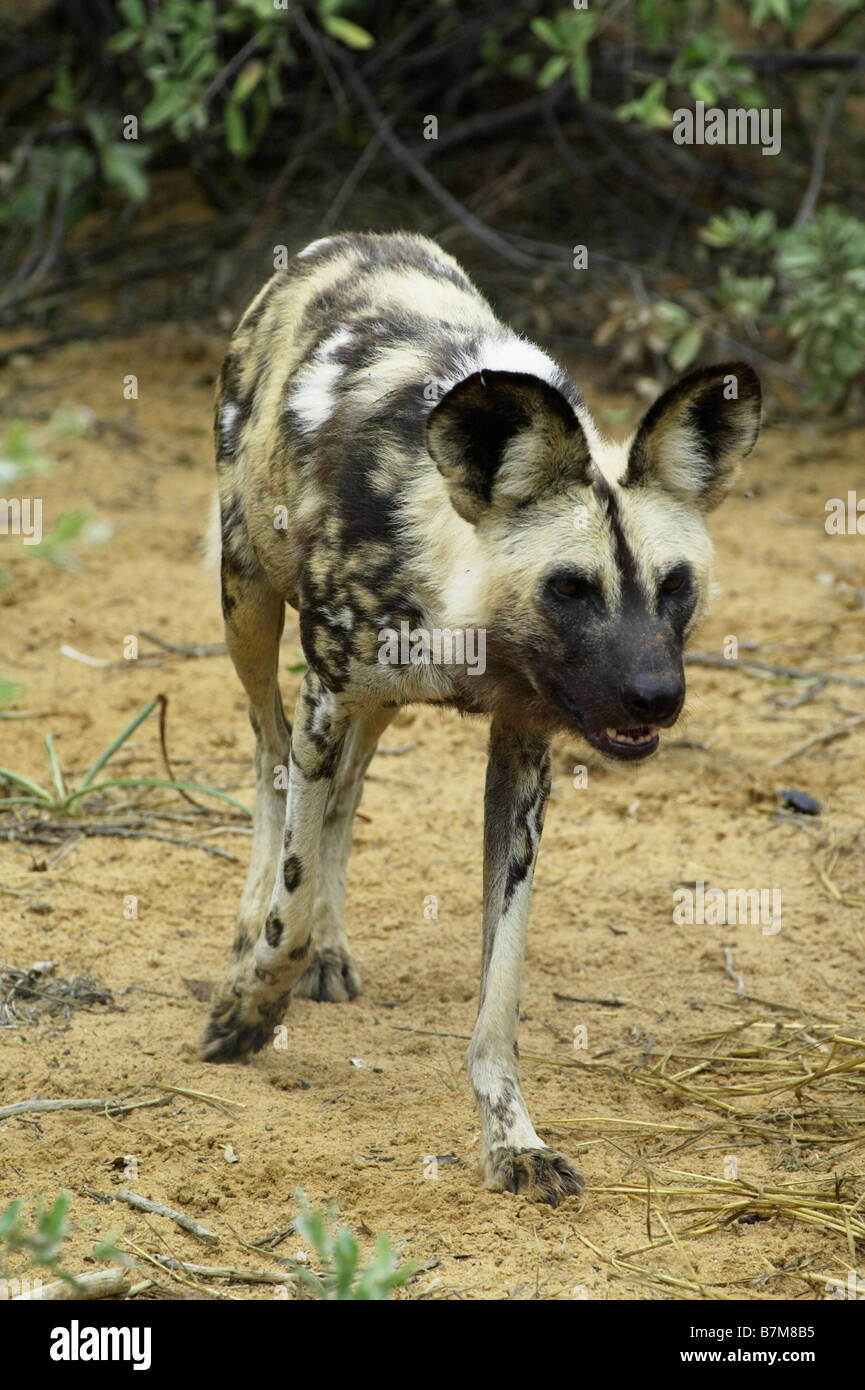 Afrikanischer Wildhund African hunting dog Stock Photo