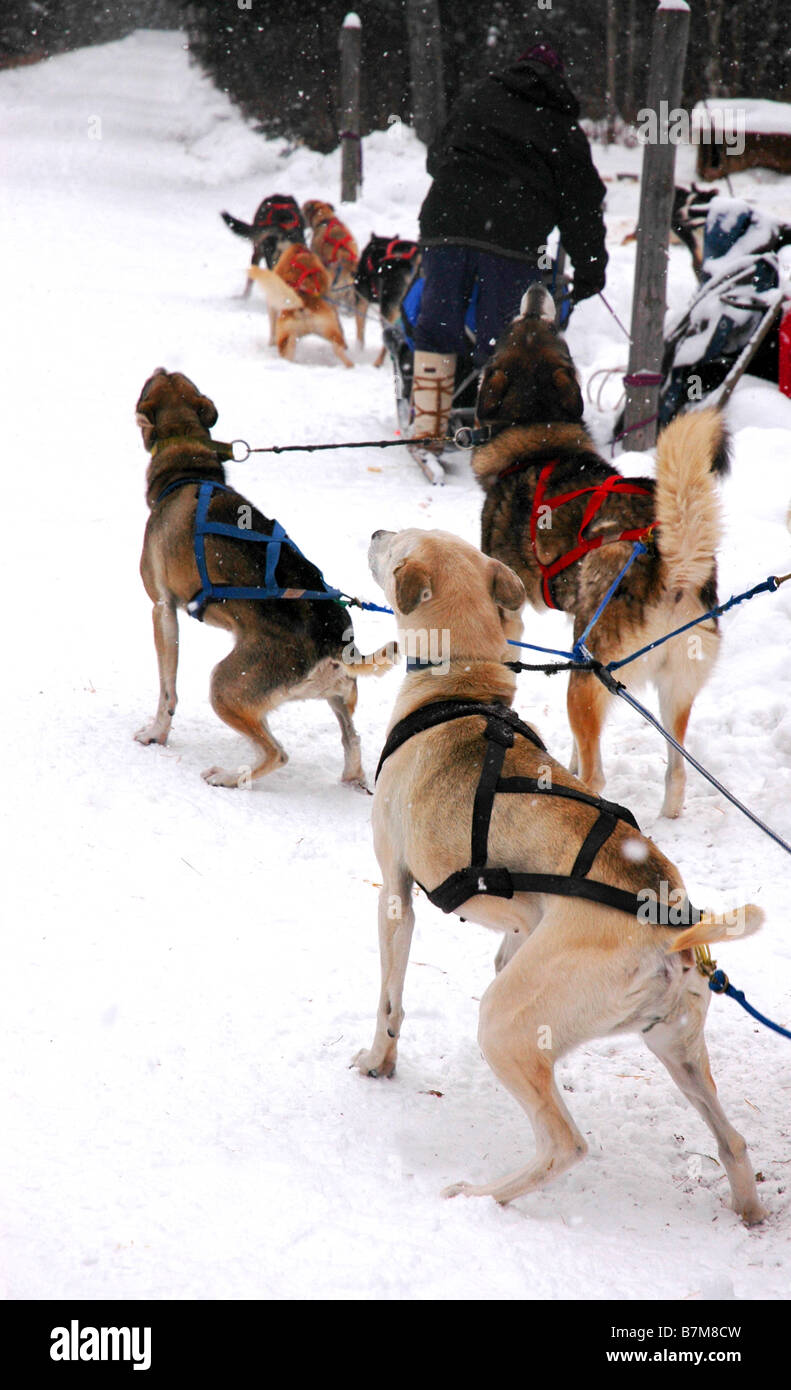 A team of sleddogs, harnessed and ready to run Stock Photo - Alamy