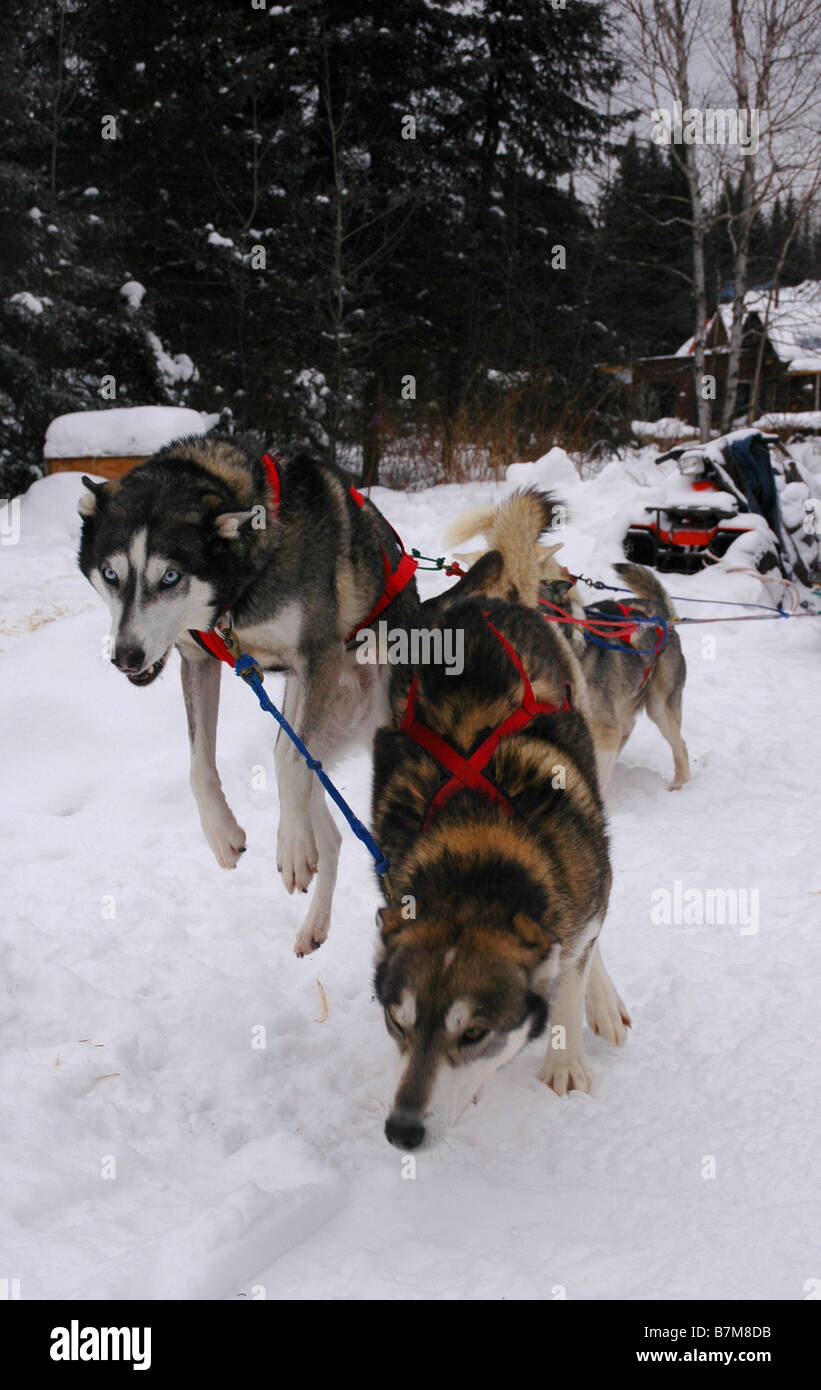 A team of sleddogs, harnessed and ready to run Stock Photo - Alamy