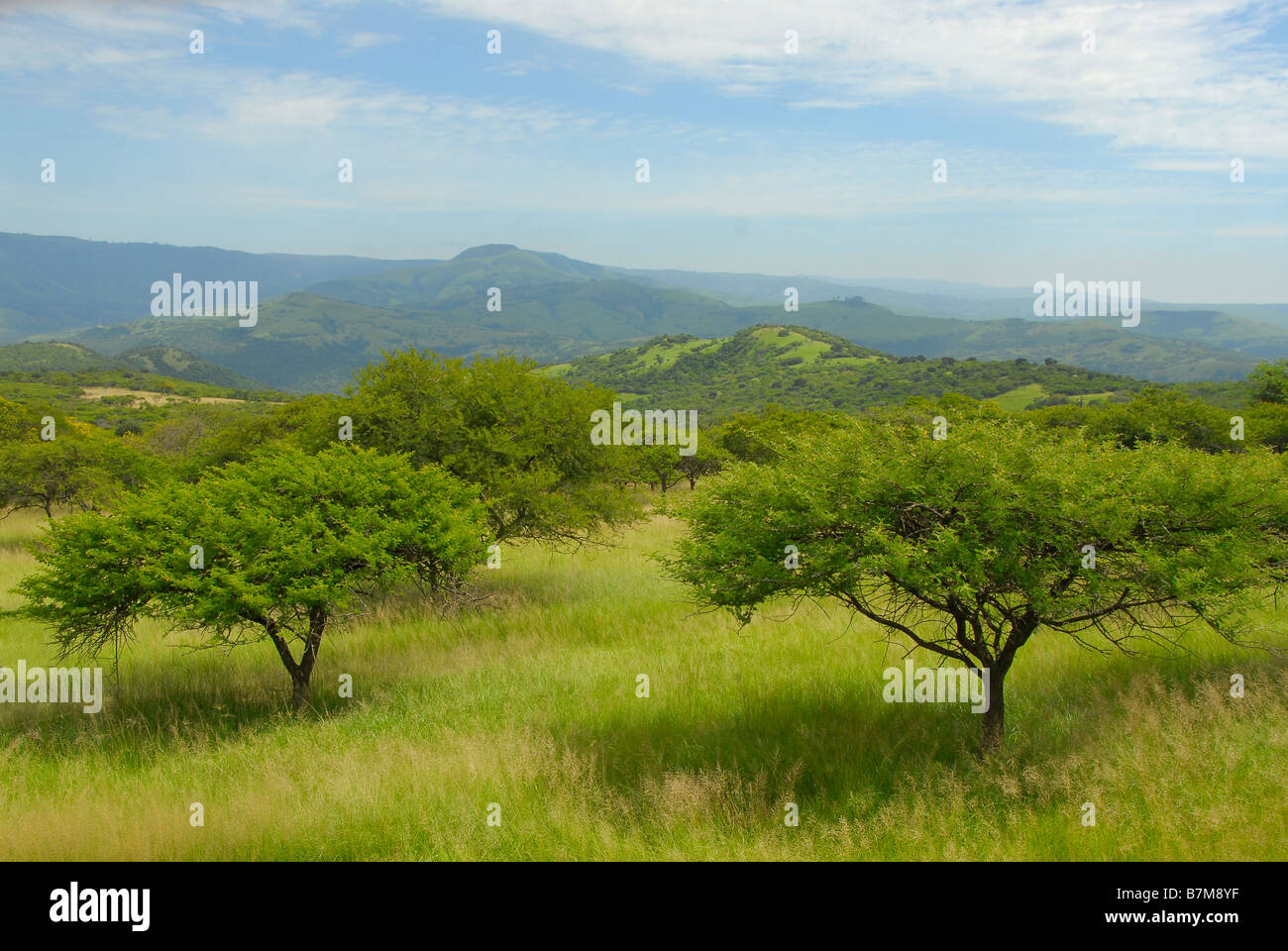 Acacia woodland on the foothills of the Drakensberg mountains, near Richmond and Ixopo in Kwazulu Natal, South Africa Stock Photo
