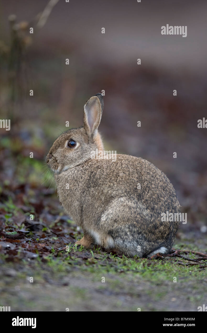 European Rabbit Oryctolagus cuniculus Stock Photo