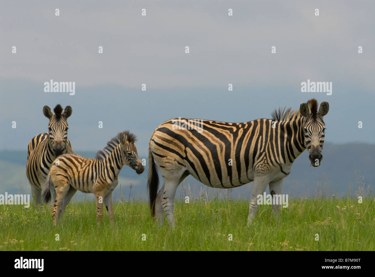Burchell's Zebra family grazing on green grass in Midmar Dam Game Reserve, Kwazulu Natal Midlands, near Howick. Stock Photo