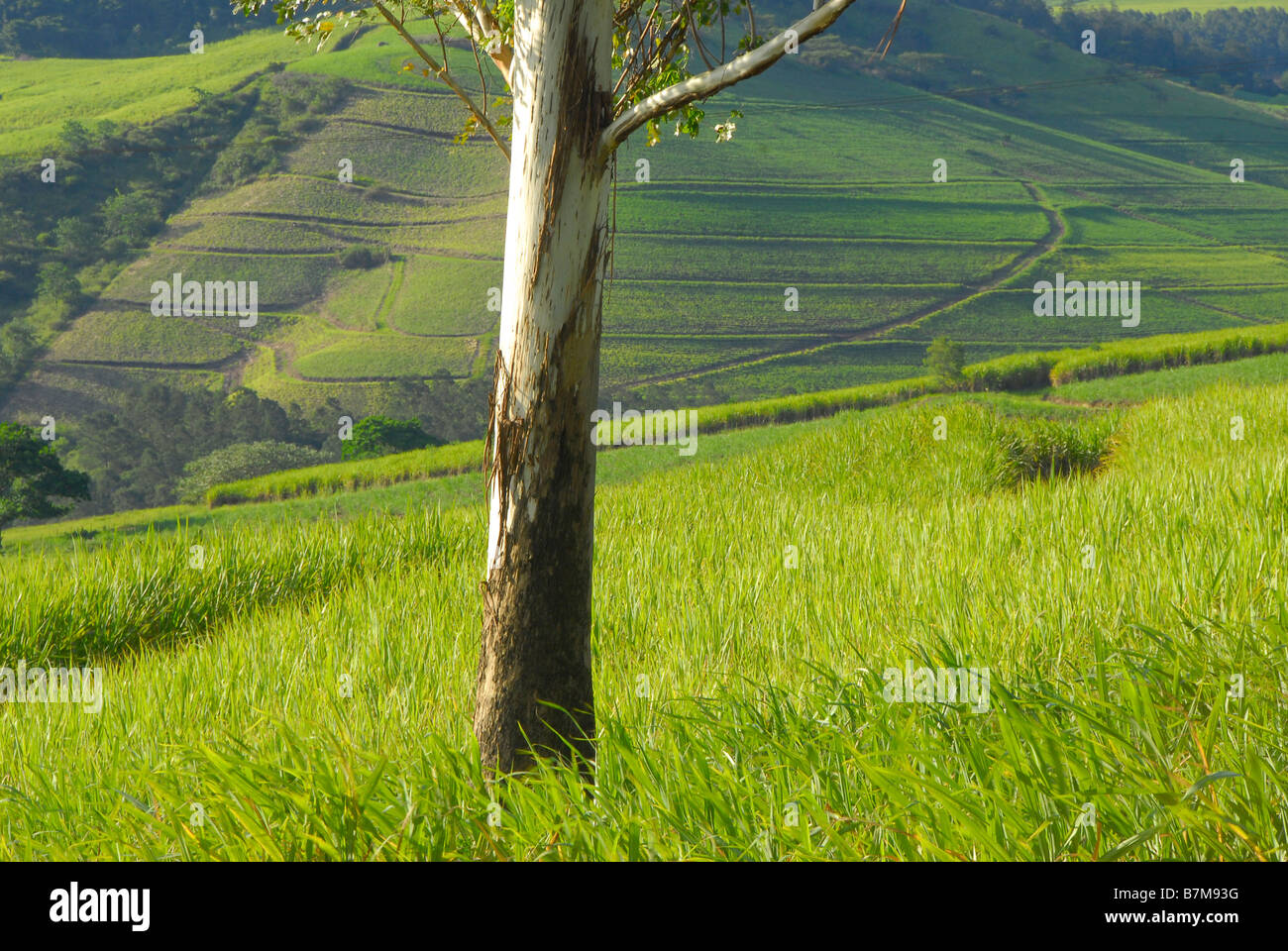 Eucalyptus tree in green sugar cane fields near Pietermaritzburg, capital of Kwazulu Natal in South Africa Stock Photo