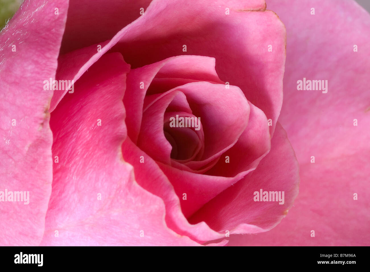 Close up detail of petals of delicate pink rose Stock Photo - Alamy