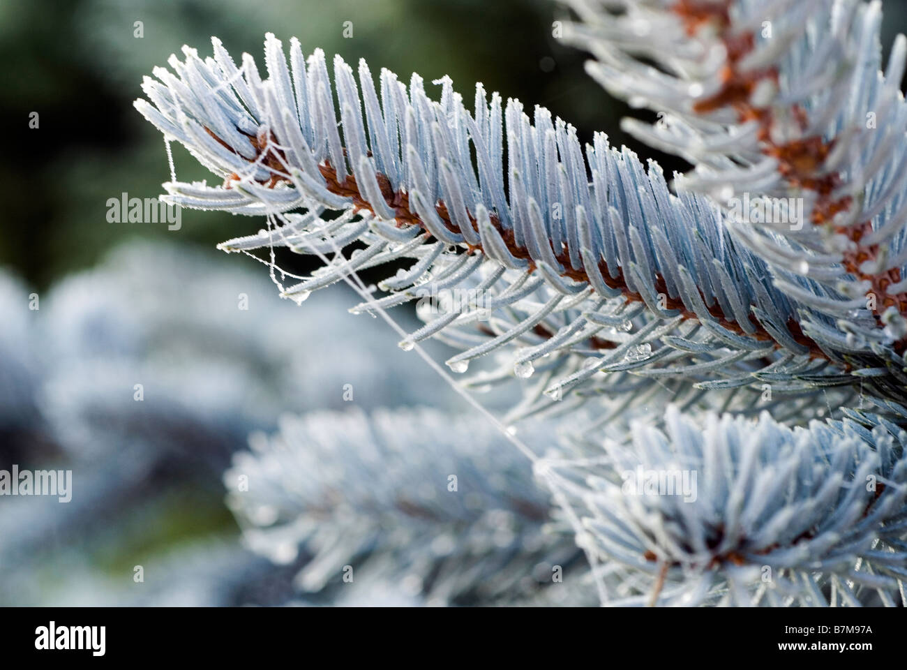 Frosted pine branch Stock Photo