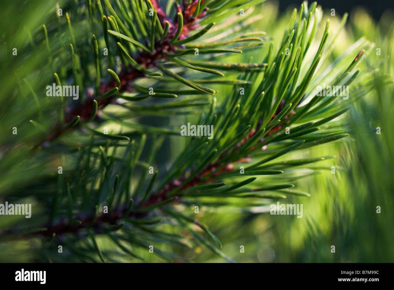 Sitka spruce needles Picea sitchensis Isle of Skye UK Stock Photo