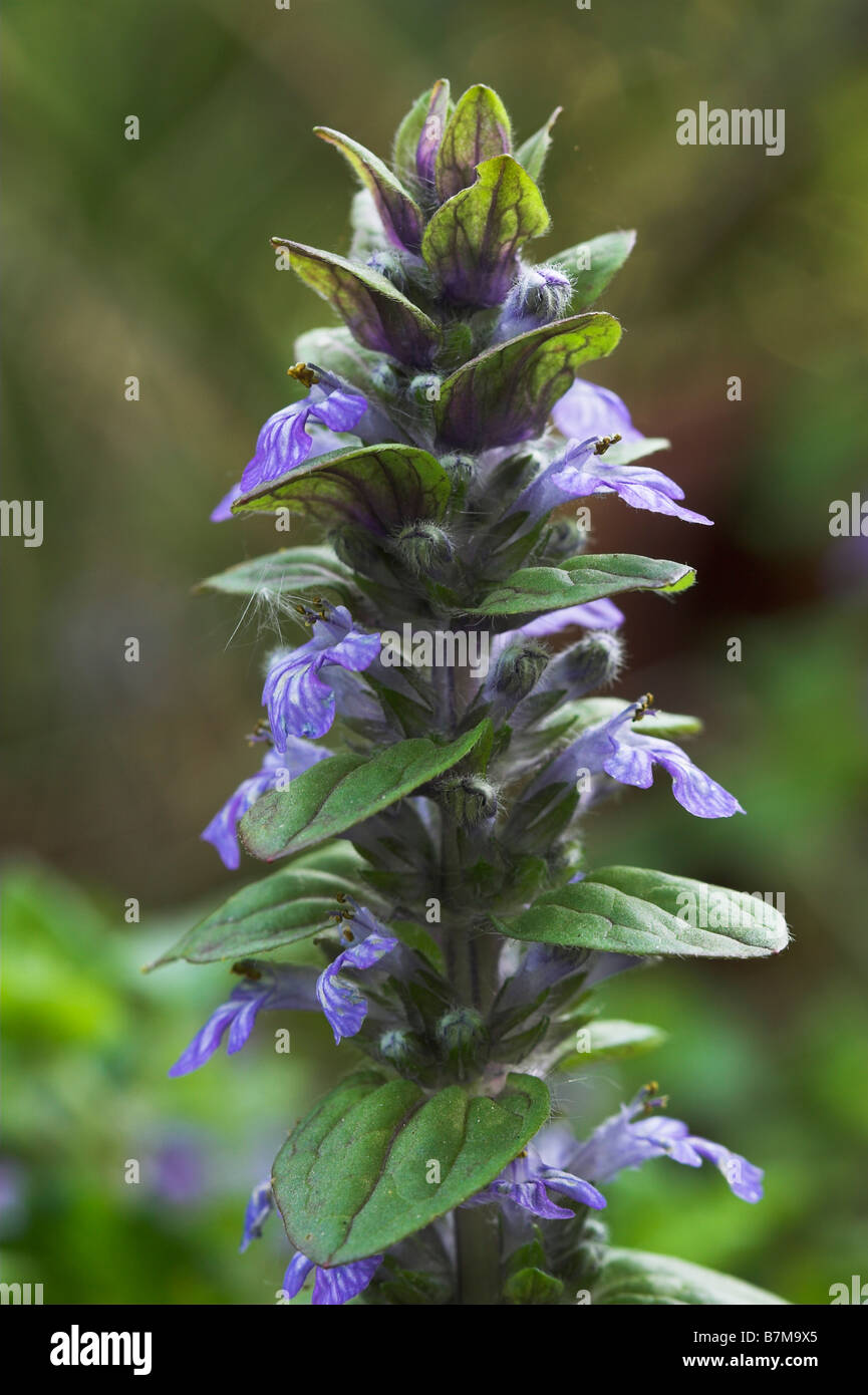 Bugle Ajuga pyramidalis Sussex UK Stock Photo