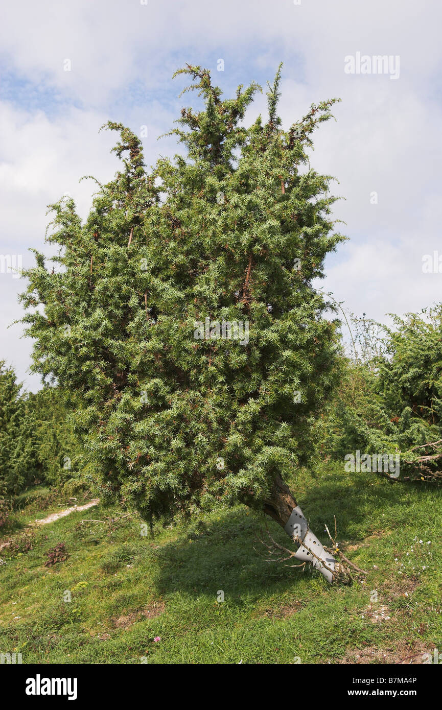 Common Juniper Juniperus communis with trunk protected from deer Levin Down Nature Reserve Sussex UK Stock Photo