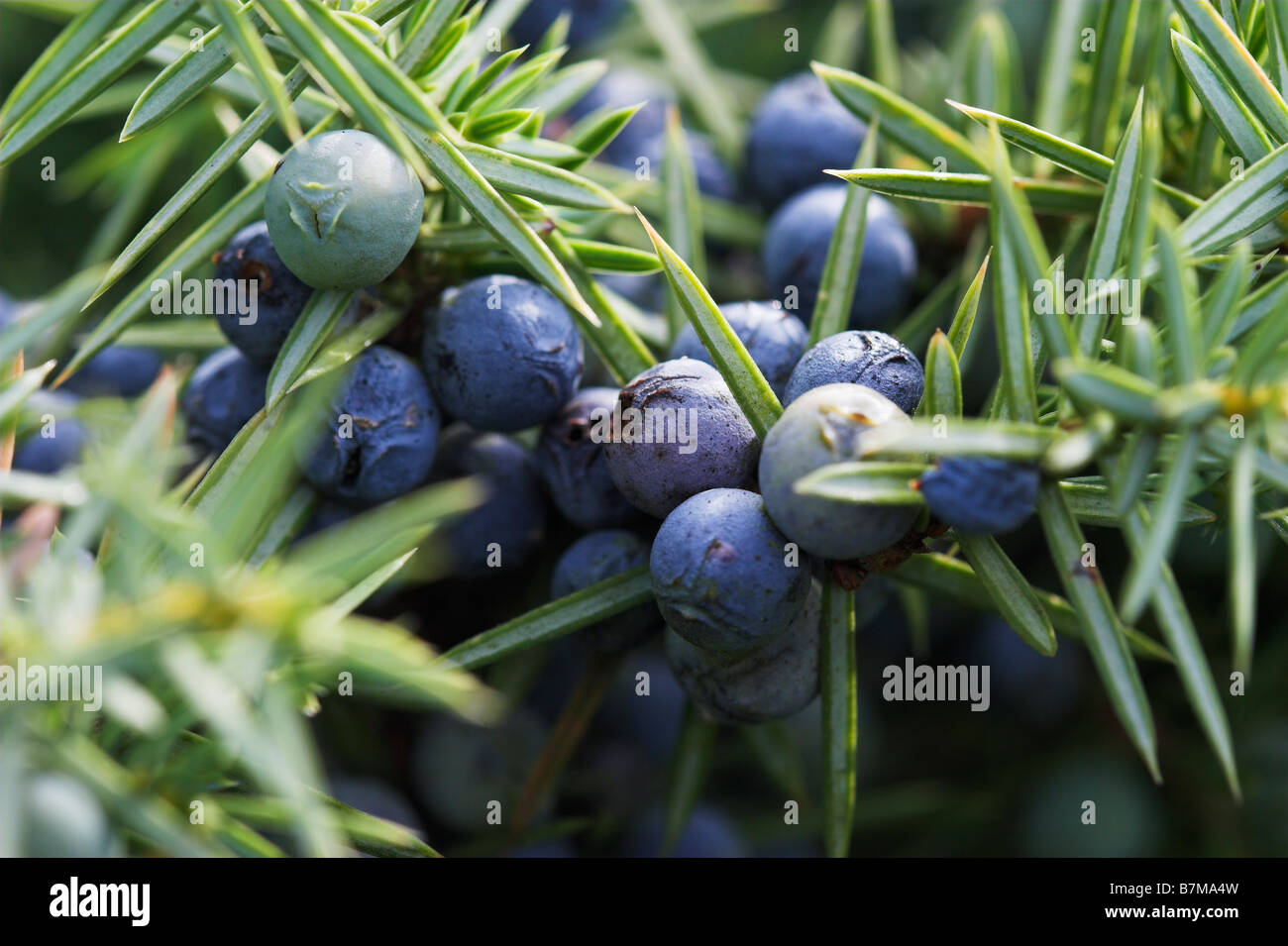 Common Juniper Juniperus communis with berries Levin Down Nature Reserve Sussex UK Stock Photo