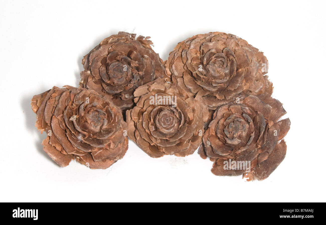 Cedar rose (dried exotics) Stock Photo