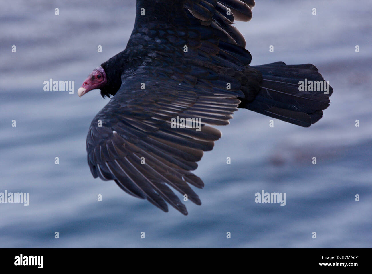 Turkey vulture in flight Saunders Island Falkland Islands Stock Photo