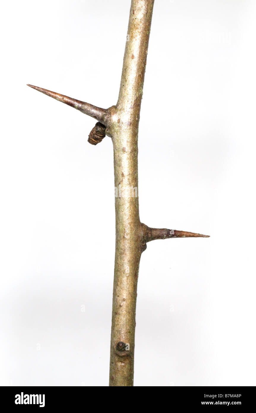 Thorns on a hawthorn (Crataegus) stem Stock Photo