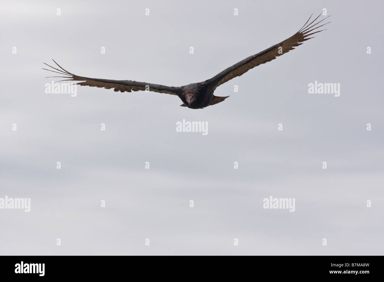 Turkey vulture in flight Saunders Island Falkland Islands Stock Photo