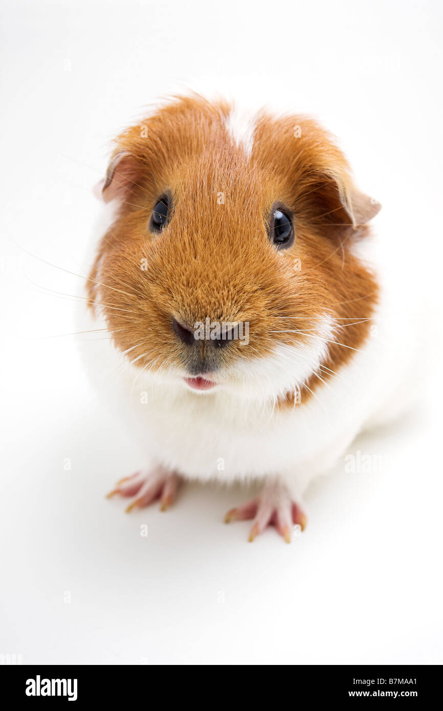 Guinea pig portrait on white background Stock Photo - Alamy