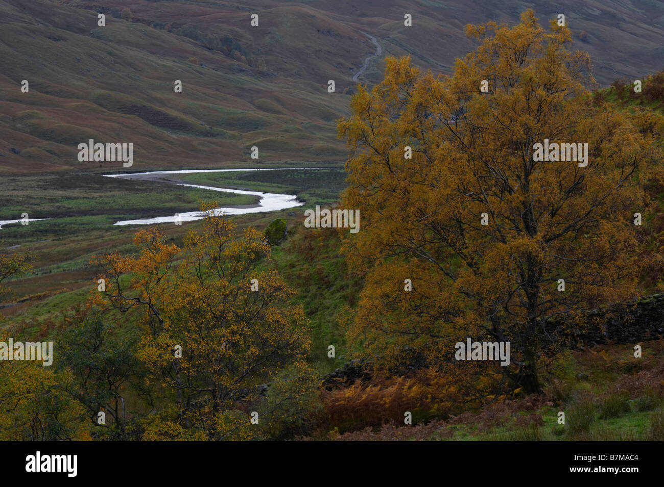 Autumnal trees on slope and River Lochay winding through Glen Lochay The Trossachs Scotland Stock Photo