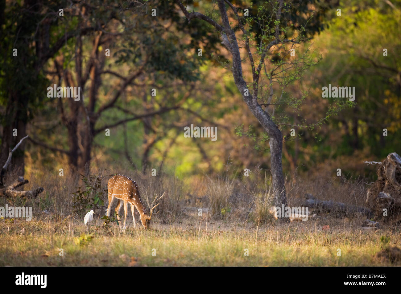 Spotted deer Chital Axis Axis male morning sun sunshine forest Kanha National Park Madhya Pradesh Northern India Asia Stock Photo
