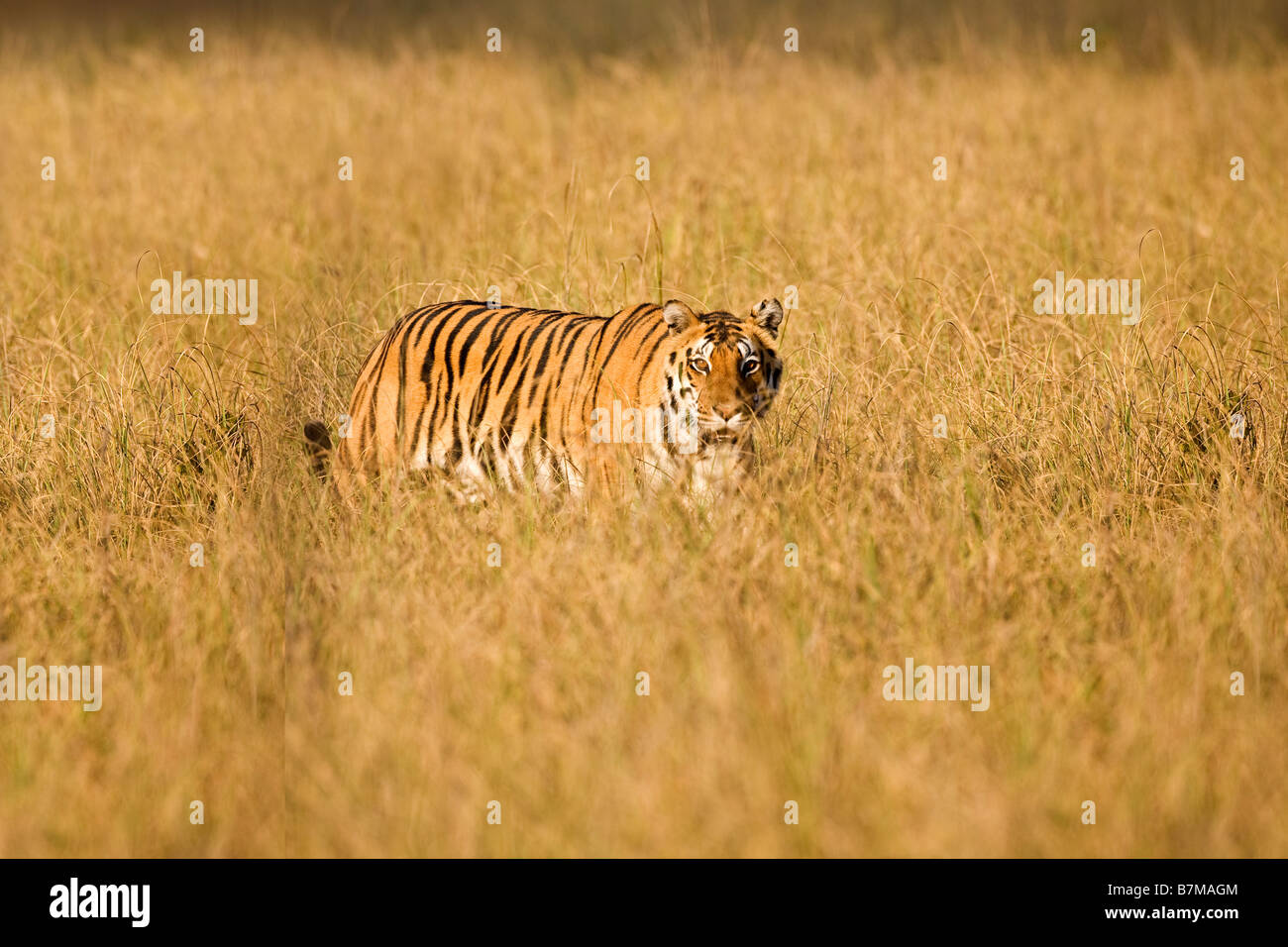 Royal Bengal Tiger in morning sun sunshine in long grass Kanha National Park Madhya Pradesh Northern India Asia Stock Photo