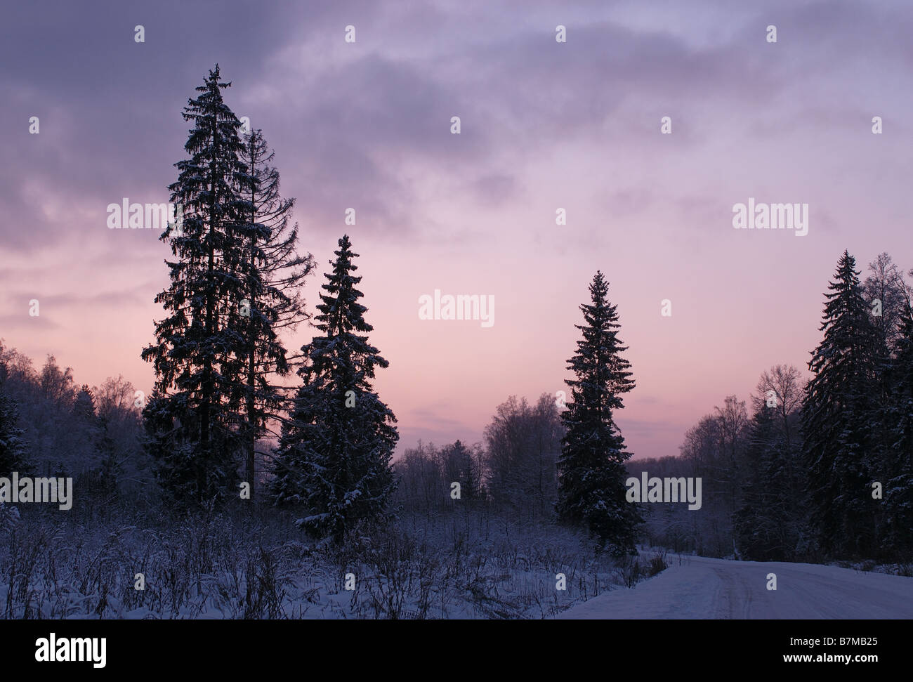 Winter sunset over forest hi-res stock photography and images - Alamy