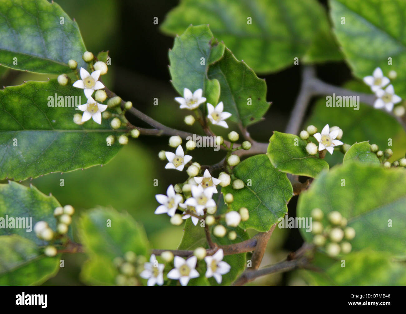 Marble-leaf or Putaputaweta, Carpodetus serratus, Rousseaceae, New Zealand Stock Photo