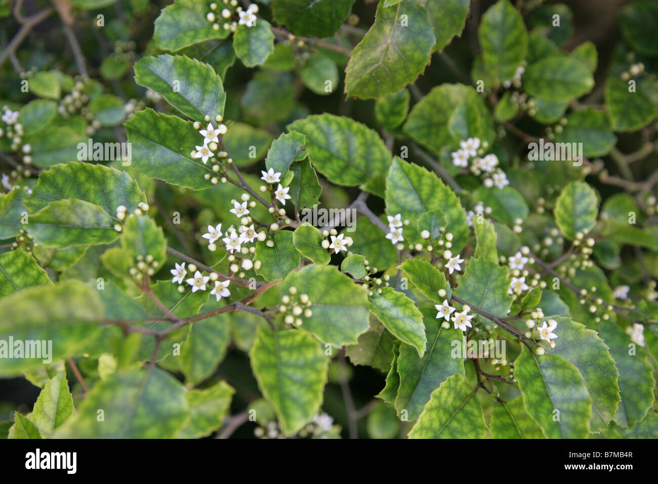 Marble-leaf or Putaputaweta, Carpodetus serratus, Rousseaceae, New Zealand Stock Photo