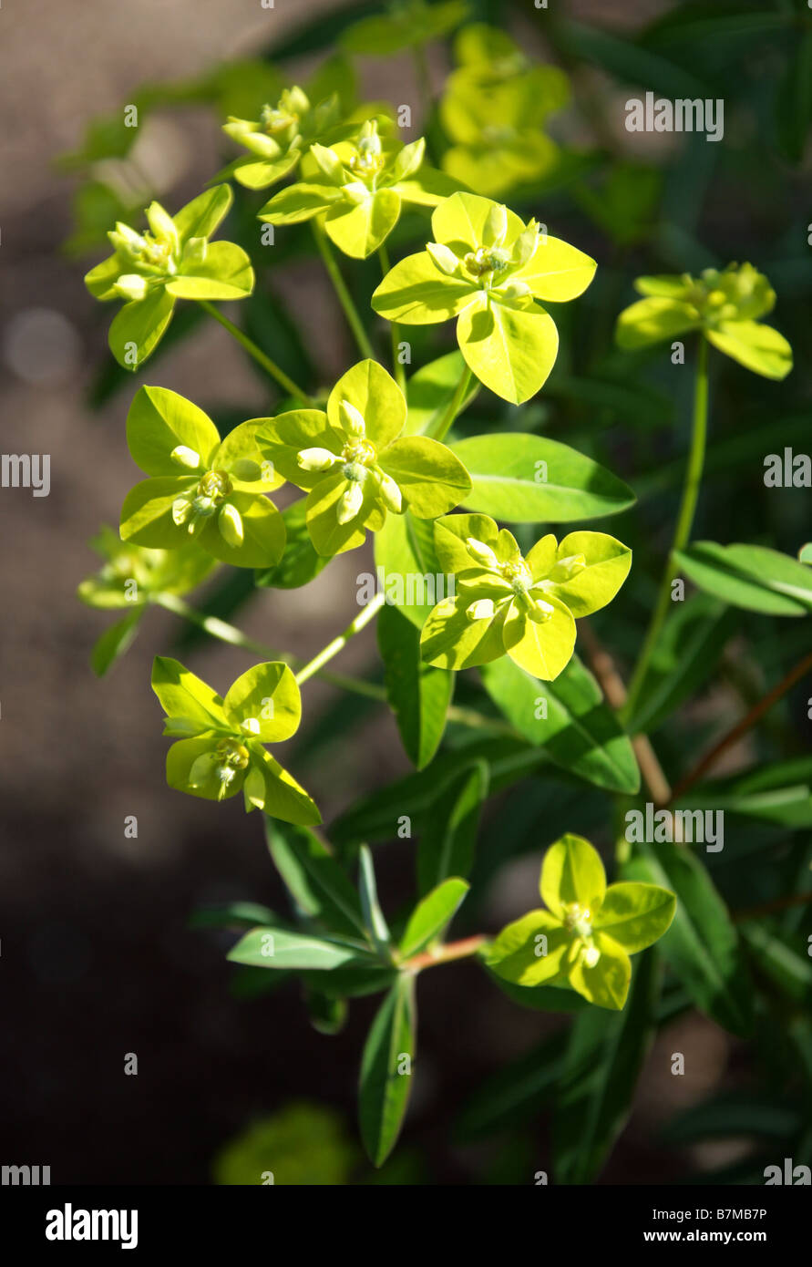 Euphorbia cognata, Euphorbiaceae, Himalayas, Asia Stock Photo