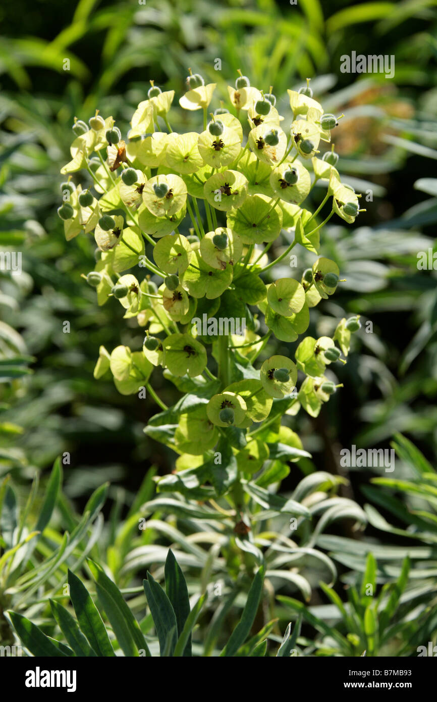 Euphorbia characias ssp. Wulfenii var. Sibthorpii, Euphorbiaceae, Balkans, Europe, Turkey Stock Photo