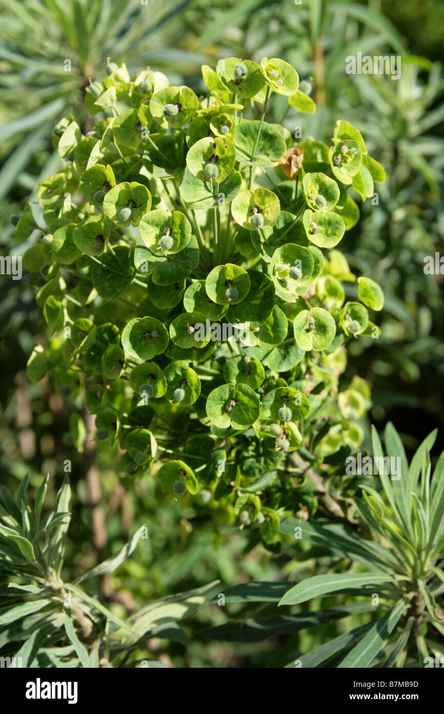Euphorbia characias ssp. Wulfenii var. Sibthorpii, Euphorbiaceae, Balkans, Europe, Turkey Stock Photo