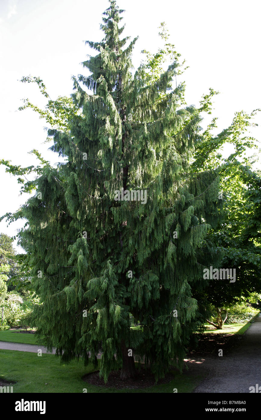 Bhutan Cypress or Kashmir Cypress, Cupressus cashmeriana, Cupressaceae, Himalaya Stock Photo