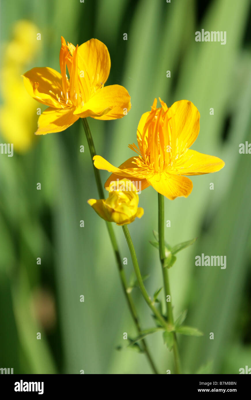 Globeflower or Globe Flower, Trollius chinensis, Ranunculaceae, Russia and North East China Stock Photo