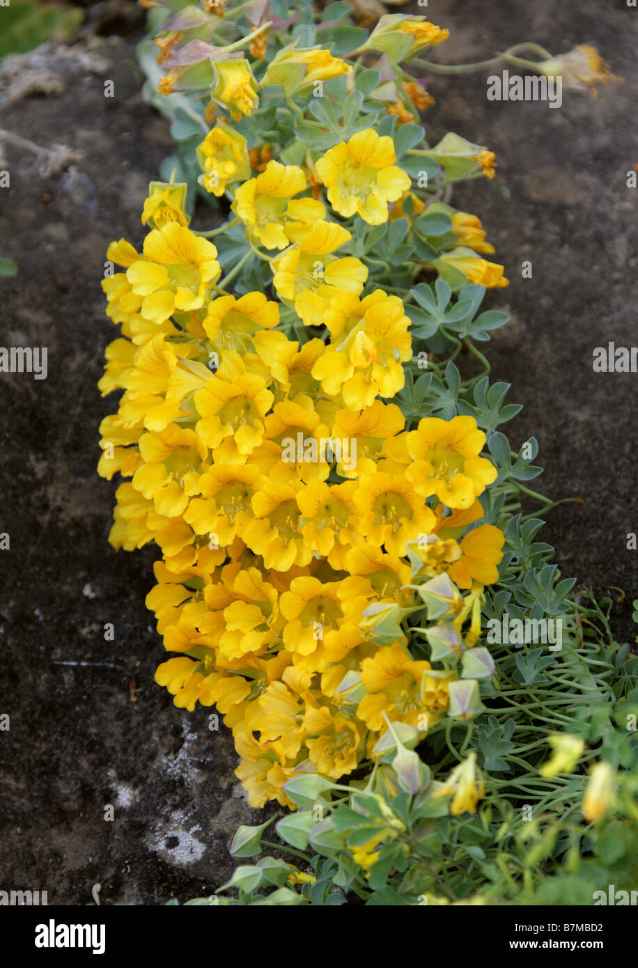 Wreath Nasturtium, Andean Nasturtium or Soldadillo Grande de Cordillera, Tropaeolum polyphyllum, Tropaeolaceae, Chile Stock Photo