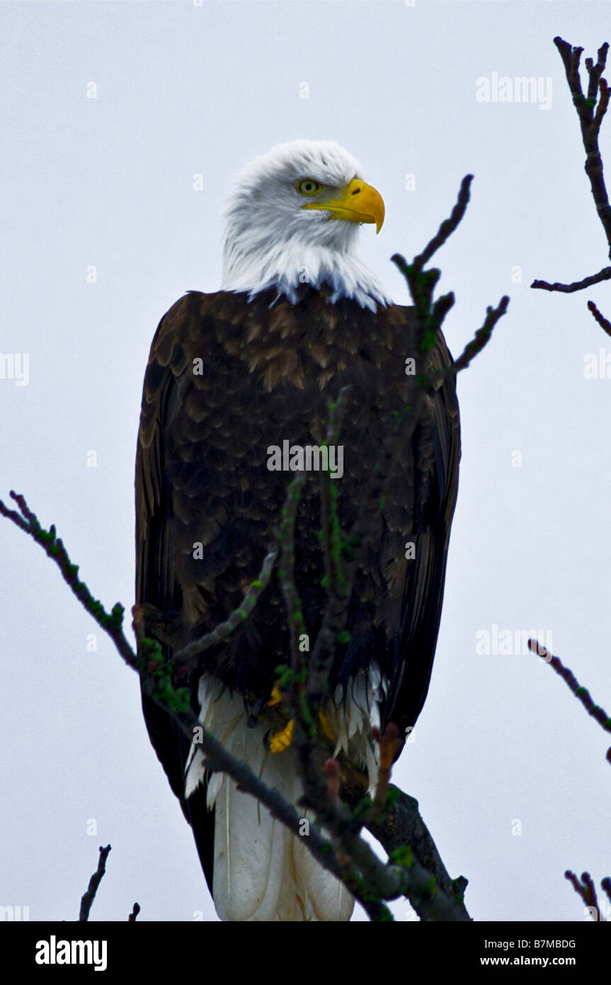 Bald Eagle Stock Photo