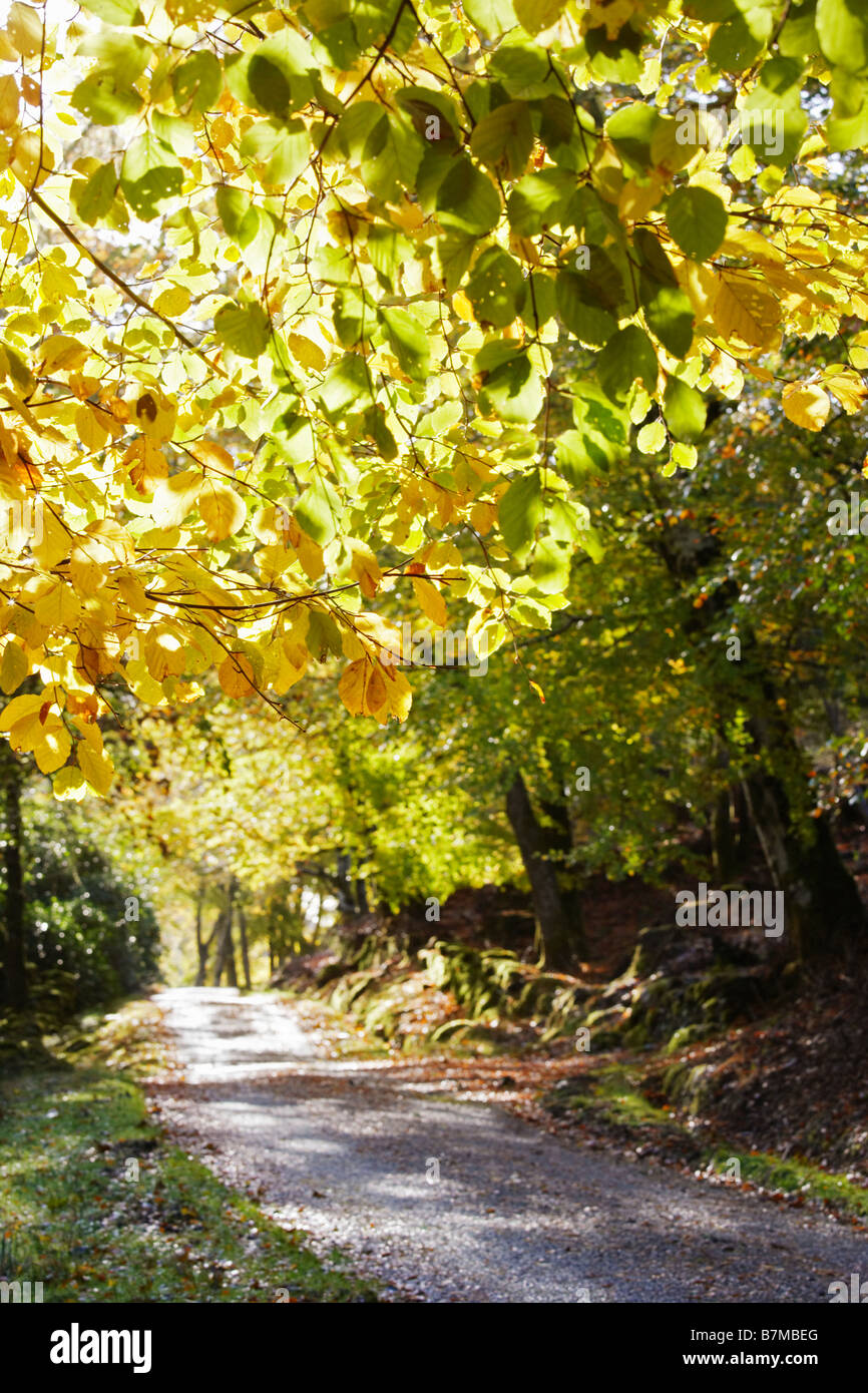 Country road dappled in sunlight surrounded by autumnal trees Highlands Scotland Stock Photo