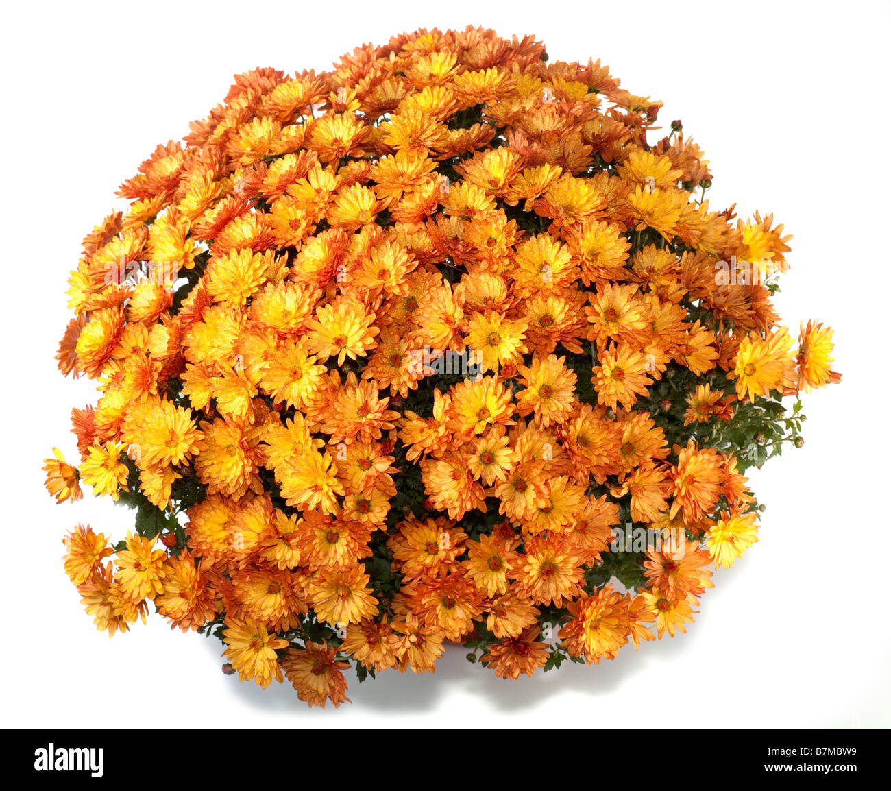 Orange Autumn Chrysanthemums A Pot Of Beautiful Orange Autumn Chrysanthemums Isolated