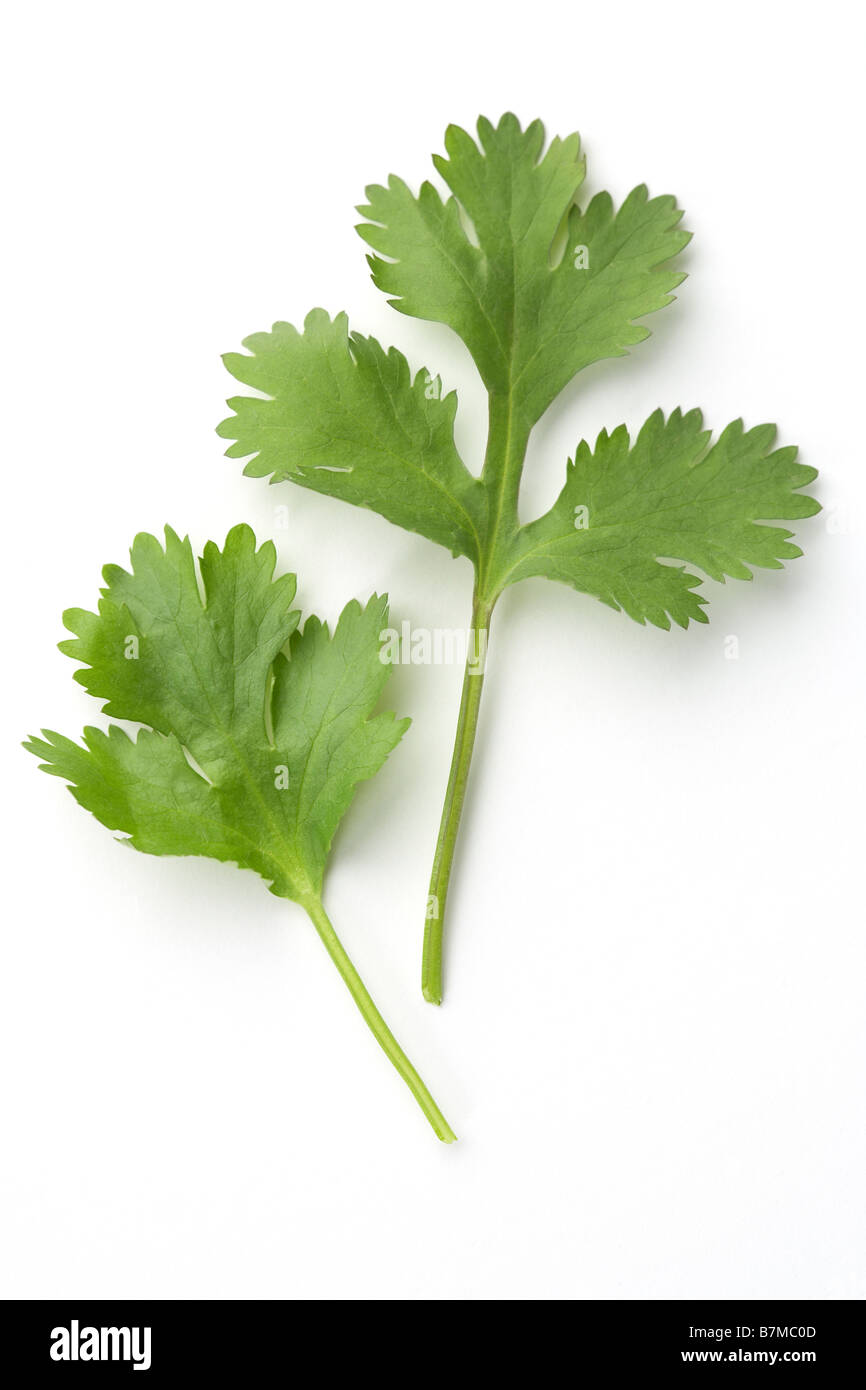 Two coriander leaves Stock Photo Alamy