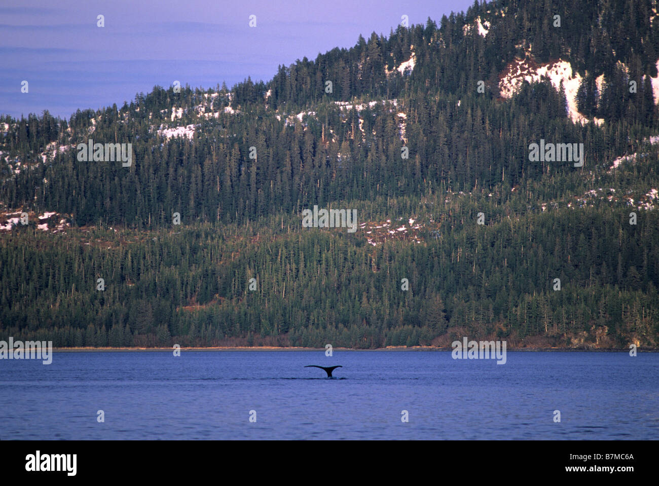 a humpback whale dives near latouche island in the prince william sound, alaska Stock Photo