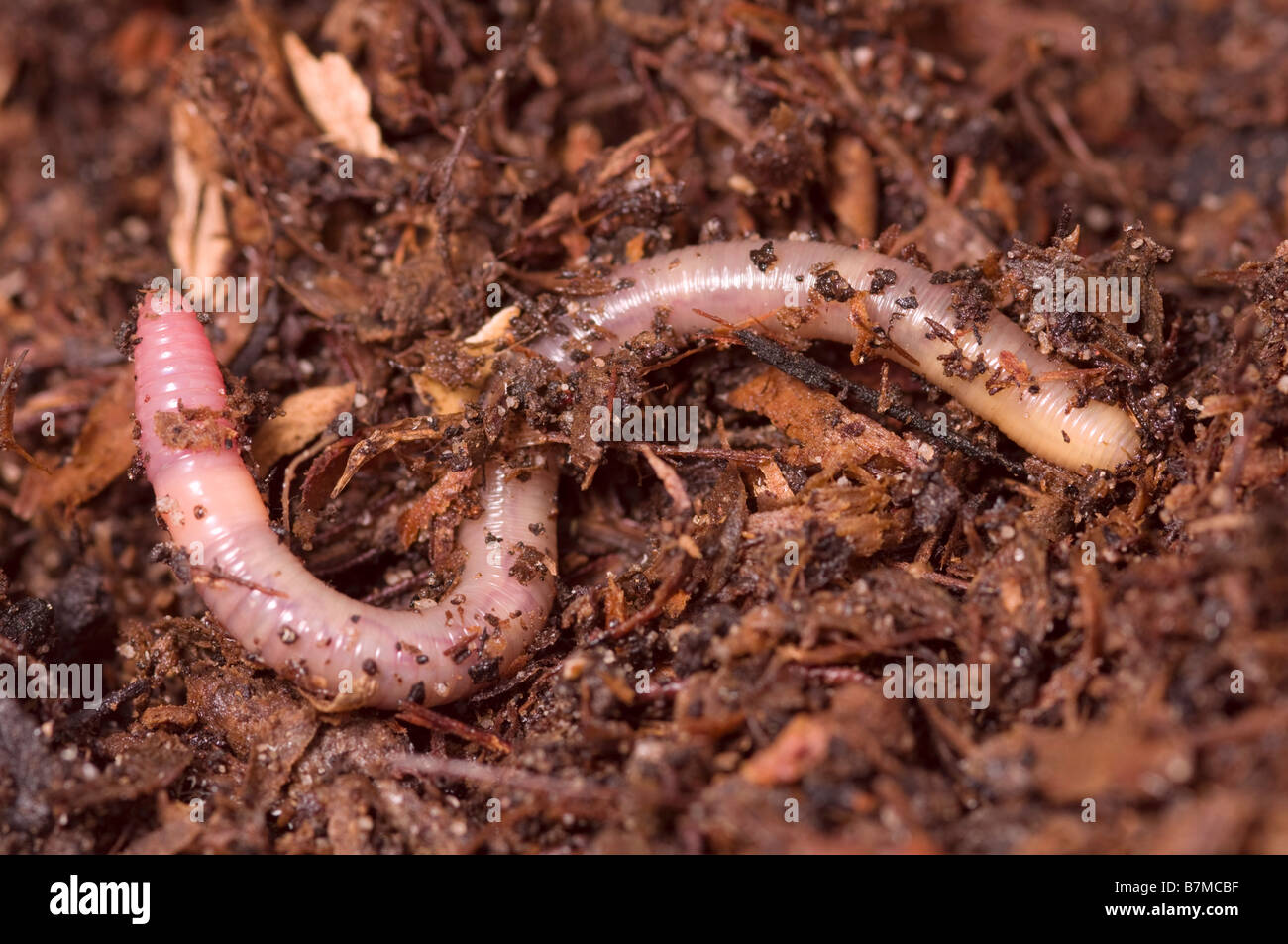 Earthworm, garden worm Stock Photo