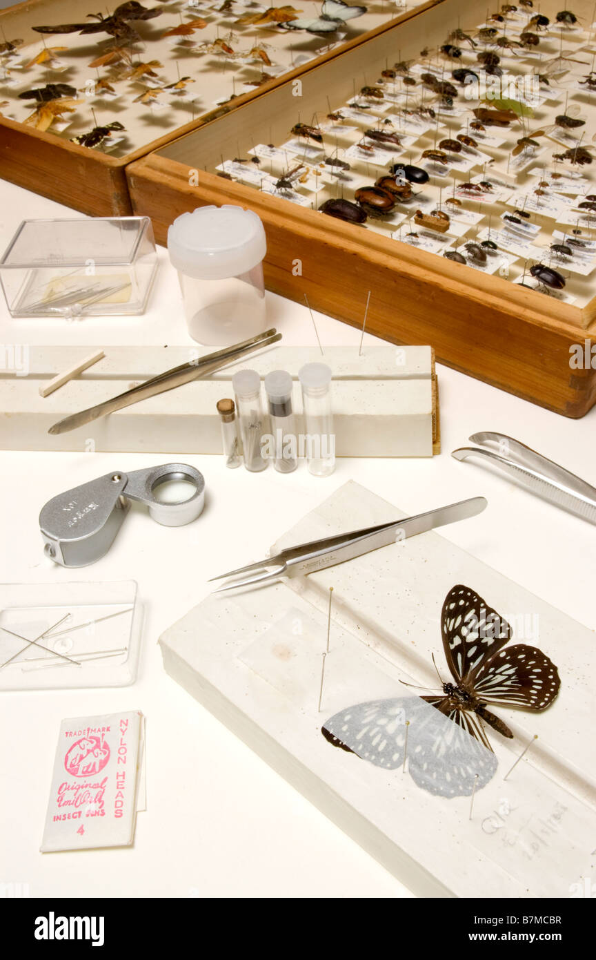 Insect collection and insect pinning equipment Stock Photo Alamy
