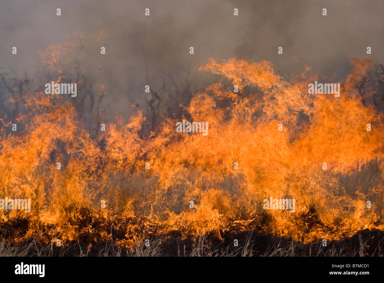 Savanna fire hires stock photography and images Alamy