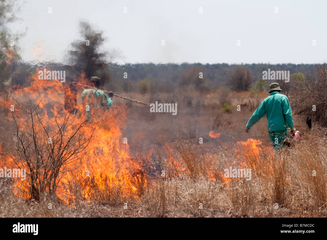 A fire worker walks into the distance using a drip torch to ignite a