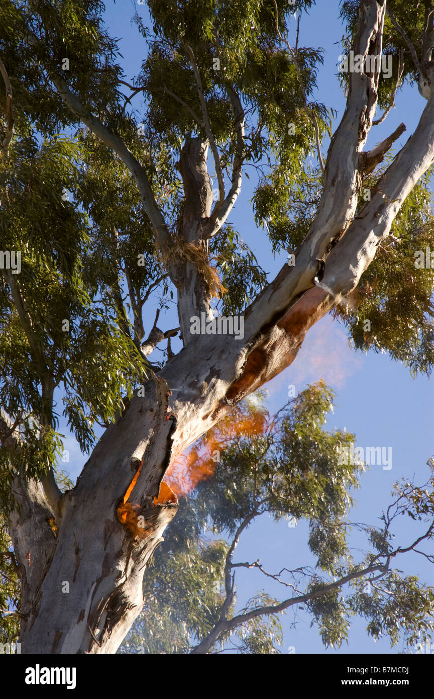 Tree burning eucalyptus gumtree on fire Stock Photo Alamy