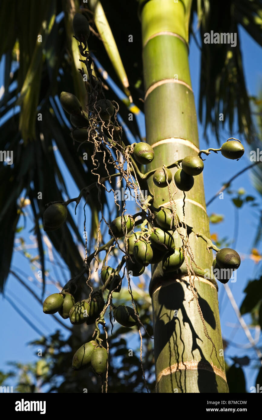 Areca nuts also called betelnuts ready to be harvested in Kerala India Stock Photo