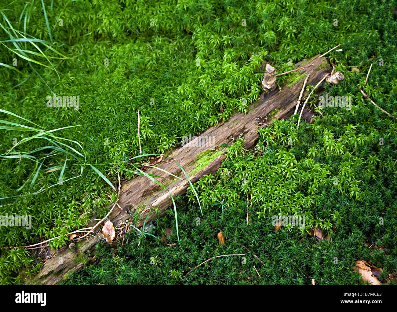 Dead wood rotting in mossy ground on forest floor TierFreigelande